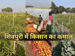 शिवपुरी के दो भाईयों ने लगाया गजब का दिमाग! अब इस सब्जी की खेती से हो रही करोड़ों की कमाई