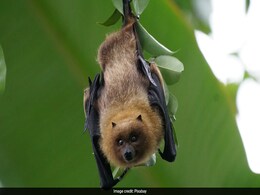 California Teacher, Bitten By ‘Presumably Rabid Bat’ In Classroom, Dies California Teacher, Bitten By ‘Presumably Rabid Bat’ In Classroom, Dies