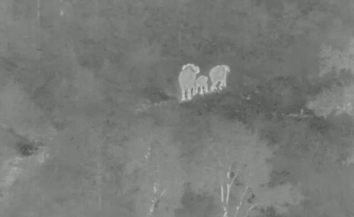 AI Cameras In Odisha Alert Railways To Halt Train After Spotting Elephant Herd