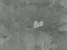 AI Cameras In Odisha Alert Railways To Halt Train After Spotting Elephant Herd AI Cameras In Odisha Alert Railways To Halt Train After Spotting Elephant Herd