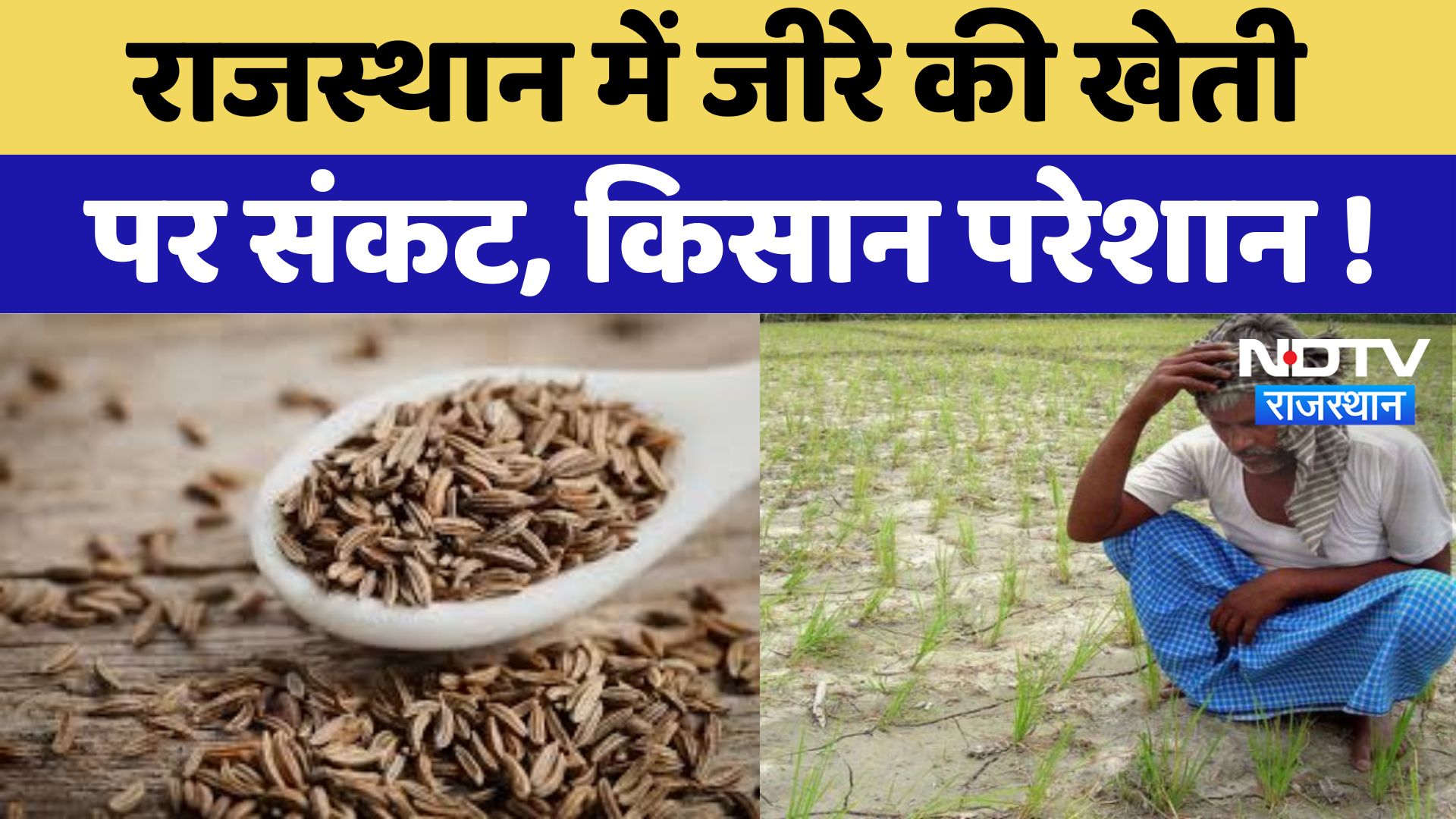 Jaisalmer News : Rajasthan में जीरे की खेती पर संकट, किसान परेशान !