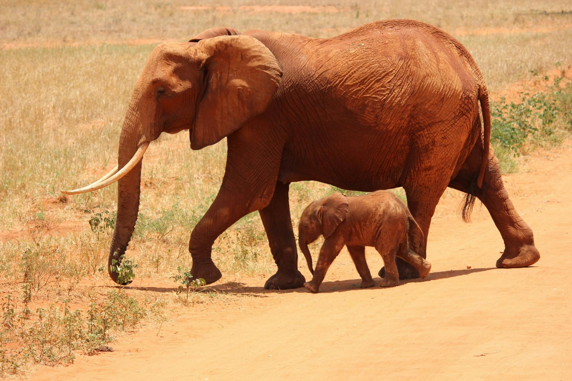 Botswana Faces Backlash Over Killing Of 23 Elephants For Independence Feast