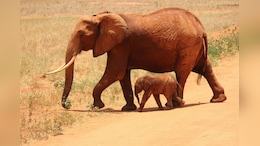 Mysterious Reason Why Over 300 Elephants Died In Botswana Revealed