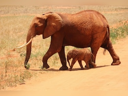 Mysterious Reason Why Over 300 Elephants Died In Botswana Revealed