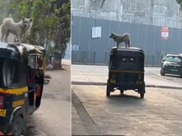पालतू जानवर है सामान नहीं... कुत्ते को ऑटोरिक्शा की छत पर बैठाकर ले जा रहा था ड्राइवर, वायरल Video देख फूटा लोगों का गुस्सा पालतू जानवर है सामान नहीं... कुत्ते को ऑटोरिक्शा की छत पर बैठाकर ले जा रहा था ड्राइवर, वायरल Video देख फूटा लोगों का गुस्सा