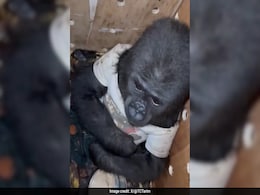 Watch: Baby Gorilla In T-Shirt Stuffed Inside A Crate, Rescued At Istanbul Airport Watch: Baby Gorilla In T-Shirt Stuffed Inside A Crate, Rescued At Istanbul Airport