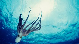 What Scientists Know About Consciousness In Octopuses, Which Have 9 Brains