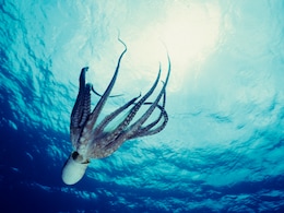 What Scientists Know About Consciousness In Octopuses, Which Have 9 Brains