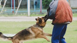 Dog Attack: भयंकर! भटक्या कुत्र्याचा हैदोस, 35 जणांचे लचके तोडले; नागरिक भयभीत