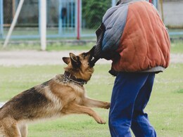 Dog Attack: भयंकर! भटक्या कुत्र्याचा हैदोस, 35 जणांचे लचके तोडले; नागरिक भयभीत