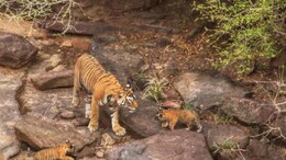 Cheetah Corridor: पीएम के ड्रीम प्रोजेक्ट चीता कॉरिडोर में कैलादेवी टाइगर रिजर्व सेंचुरी शामिल, विकास की तेज गति से पर्यटन बनेगा आकर्षक