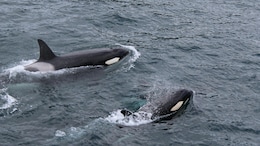 After 37 Years, Orcas Are Reviving Their Peculiar 80s Fashion Trend Of Wearing "Salmon Hats"