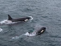 After 37 Years, Orcas Are Reviving Their Peculiar 80s Fashion Trend Of Wearing "Salmon Hats" After 37 Years, Orcas Are Reviving Their Peculiar 80s Fashion Trend Of Wearing "Salmon Hats"