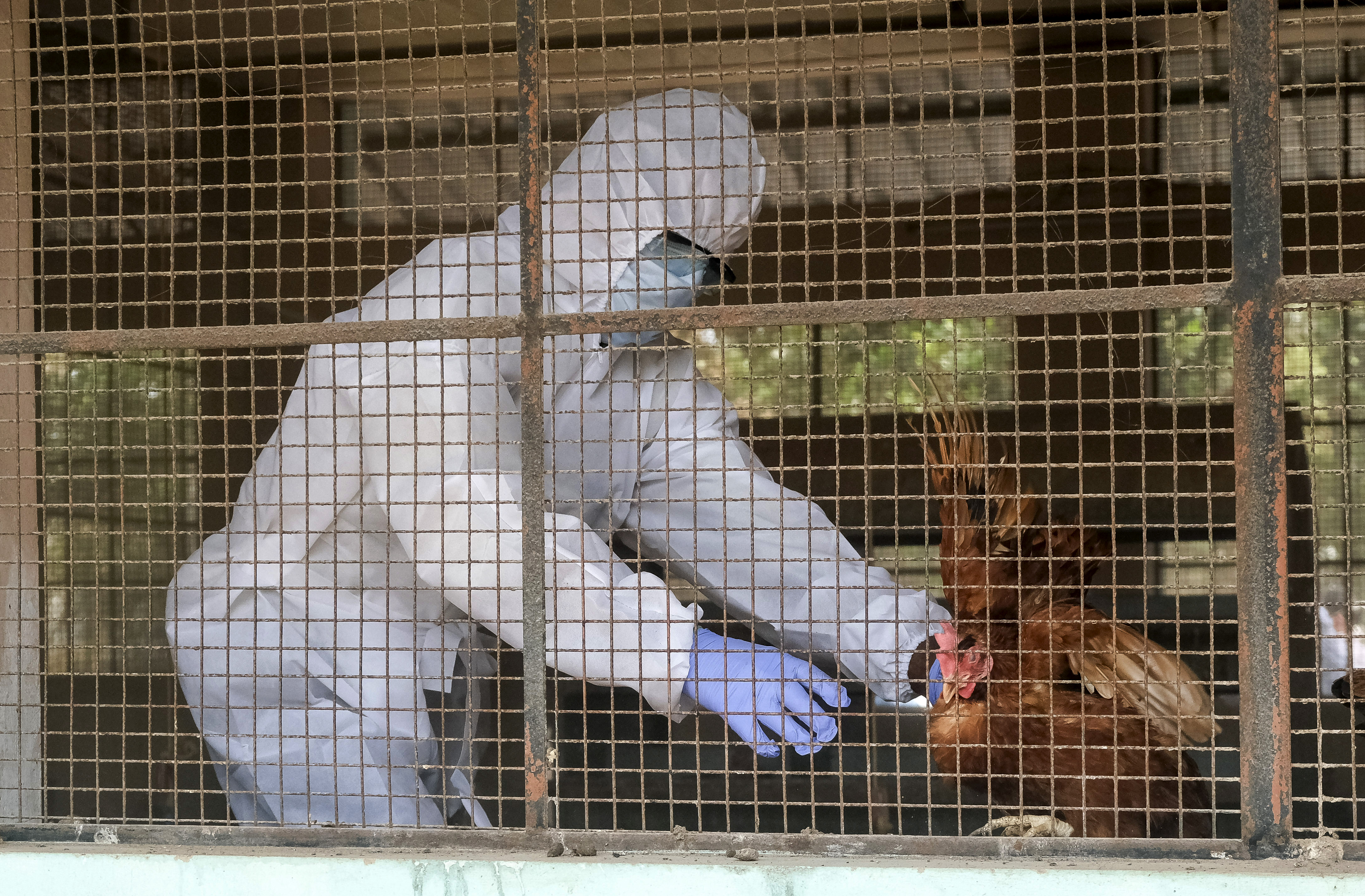 41 Cases Of Bird Flu In 10 States In 2025: Centre