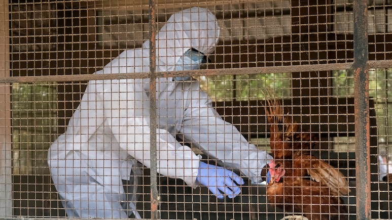 US Reports World's First Human Case Of H5N5 Bird Flu. All About The Virus