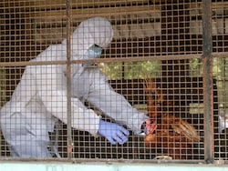 41 Cases Of Bird Flu In 10 States In 2025: Centre