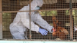 Prior Infection With Seasonal Flu May Guard Against Severe Bird Flu: Study