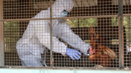 Bird Flu In Tamil Nadu: Why Authorities Cull Birds During Outbreaks