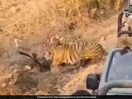 जंगल सफारी के दौरान पर्यटकों के सामने ही बाघ ने किया हिरण का शिकार, पलभर में कर दिया खेला, दुर्लभ दृश्य का Video वायरल जंगल सफारी के दौरान पर्यटकों के सामने ही बाघ ने किया हिरण का शिकार, पलभर में कर दिया खेला, दुर्लभ दृश्य का Video वायरल