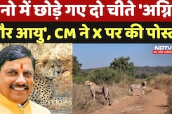 International Cheetah Day: Kuno में छोड़े गए दो चीते 'अग्नि और आयु', CM ने X पर की पोस्ट International Cheetah Day: Kuno में छोड़े गए दो चीते 'अग्नि और आयु', CM ने X पर की पोस्ट