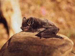 Two US Men Die After Using Bat Poop As Fertiliser To Grow Marijuana Two US Men Die After Using Bat Poop As Fertiliser To Grow Marijuana