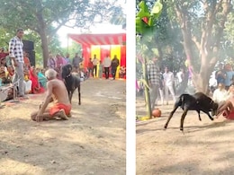 70 की उम्र में भेड़ से भिड़ा गुलाब पहलवान, बाबा की बहादुरी देख छूटे लोगों के पसीने