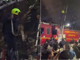 ठाणे में पेड़ से लटका दिखा विशालकाय अजगर, कुंडली मारे बैठा था, फिर ऐसे किया रेस्क्यू कि तालियां बजाने लगे लोग ठाणे में पेड़ से लटका दिखा विशालकाय अजगर, कुंडली मारे बैठा था, फिर ऐसे किया रेस्क्यू कि तालियां बजाने लगे लोग