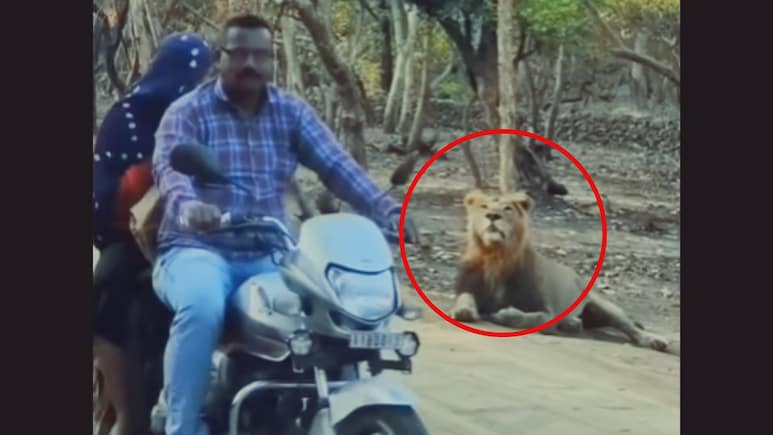 बाईकवर मुलीला बसवून काकांनी जंगलाच्या राजाला केलं दुर्लक्ष, सिंहाची रिअ‍ॅक्शन पाहून पोट धरून हसाल! 