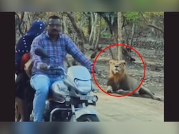 बाईकवर मुलीला बसवून काकांनी जंगलाच्या राजाला केलं दुर्लक्ष, सिंहाची रिअॅक्शन पाहून पोट धरून हसाल!  बाईकवर मुलीला बसवून काकांनी जंगलाच्या राजाला केलं दुर्लक्ष, सिंहाची रिअॅक्शन पाहून पोट धरून हसाल!