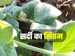 Rajasthan Weather: राजस्थान के फतेहपुर पौधों जमने लगी ओस की बूंदे, लोग ले रहे अलाव का सहारा; तापमान पहुंचा  -1 डिग्री