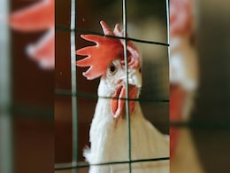 तंत्र मंत्र या शराब का नशा ! जिंदा चूज़ा निगल गया शख्स, दम घुटने से हुई मौत