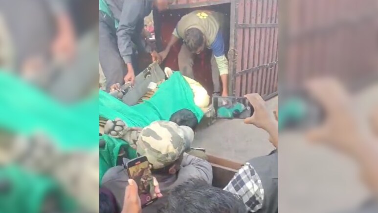 Tiger Rescue: सरगुजा वन विभाग को मिली बड़ी सफलता, भटकी हुई बाघिन का एक हफ्ते बाद ऐसे हुआ रेस्क्यू