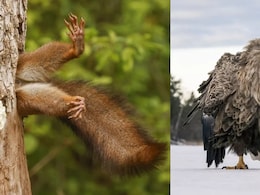 Awkward Squirrels To Goofy Frogs: The Funniest Wildlife Photos Of 2024