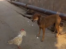 मुर्गे और कुत्ते के बीच हुई ऐसी लड़ाई, 10 सेकंड में पलट गया खेल, वीडियो का END देख पकड़ लेंगे माथा मुर्गे और कुत्ते के बीच हुई ऐसी लड़ाई, 10 सेकंड में पलट गया खेल, वीडियो का END देख पकड़ लेंगे माथा