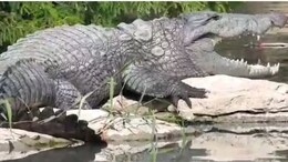 Rajasthan: चंद्रलोई नदी में चार मगरमच्छों की मौत से बढ़ी चिंता, पोस्&zwj;टमार्टम र&zwj;िपोर्ट में नहीं म&zwj;िले चोट के न&zwj;िशान&nbsp;