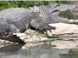 Rajasthan: चंद्रलोई नदी में चार मगरमच्छों की मौत से बढ़ी चिंता, पोस्‍टमार्टम र‍िपोर्ट में नहीं म‍िले चोट के न‍िशान 