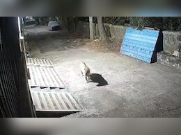 VIDEO: उदयपुर के देवाली इलाके में घर के बाहर लगे CCTV कैमरे में दिखा तेंदुआ, दहशत में आए लोग VIDEO: उदयपुर के देवाली इलाके में घर के बाहर लगे CCTV कैमरे में दिखा तेंदुआ, दहशत में आए लोग
