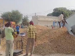बंपर उपज के बाद मूंगफली की उचित सरकारी खरीद से किसान मालामाल, बाजार भाव से अधिक मिल रहा सरकारी रेट बंपर उपज के बाद मूंगफली की उचित सरकारी खरीद से किसान मालामाल, बाजार भाव से अधिक मिल रहा सरकारी रेट