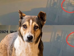 5 लाख के गहने और नकद से भरा बैग मंदिर के बाहर से उड़ा ले गया कुत्ता, पुलिस CCTV फुटेज देख रह गई हैरान