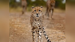 Republic Day Parade 2025: Madhya Pradesh's Tableau To Showcase Project Cheetah