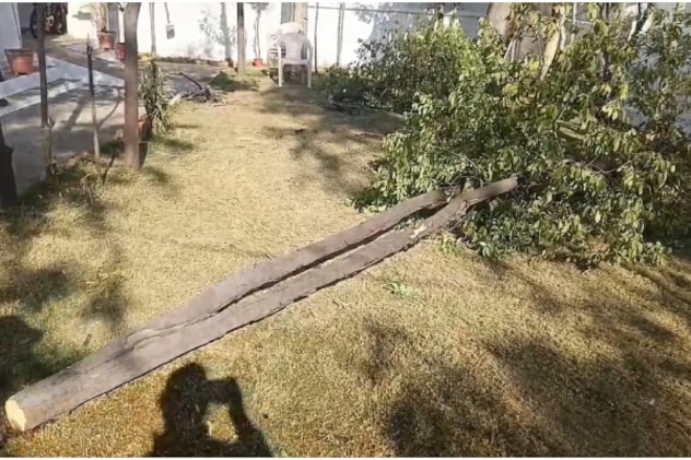 चंदन का एक पेड़ वहीं छोड़ गए चोर. चंदन का एक पेड़ वहीं छोड़ गए चोर.