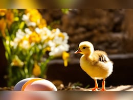 अंधविश्वास में शख्स ने निगला मुर्गी का चूजा... डॉक्टरों की भी फटी रह गईं आंखें, जानें पूरा मामला