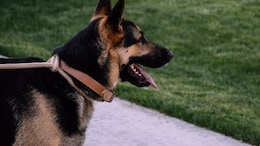 Missing Dog In US Returns Home On Christmas Eve, Shocks Family By Ringing Doorbell