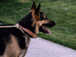 Missing Dog In US Returns Home On Christmas Eve, Shocks Family By Ringing Doorbell Missing Dog In US Returns Home On Christmas Eve, Shocks Family By Ringing Doorbell