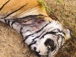 Rajasthan: रणथंभौर में एक और बाघ की मौत, पोस्ट मॉर्टम से ये वजह आई सामने