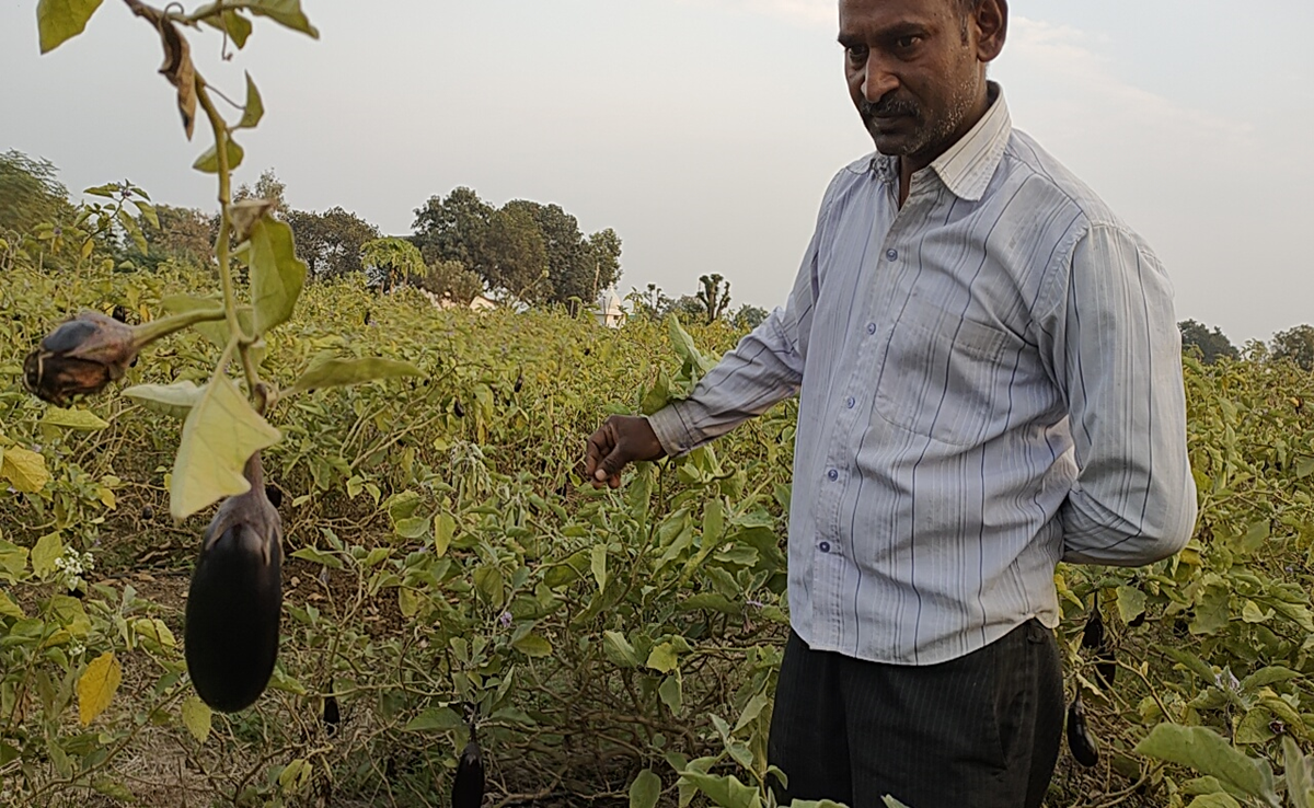 बैंगन की खेती से किसान हुआ मालामाल, जानिए कटनी के संतोष ने कैसे किया ये कमाल