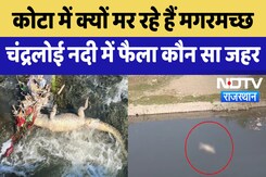 Crocodile Death : Kota में क्यों मर रहे हैं मगरमच्छ Chandraloi River में फैला कौन सा जहर | Latest Crocodile Death : Kota में क्यों मर रहे हैं मगरमच्छ Chandraloi River में फैला कौन सा जहर | Latest