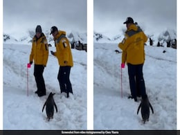 Penguin Waits Patiently As Couple Clears Path In Antarctica, Video Delights Internet Penguin Waits Patiently As Couple Clears Path In Antarctica, Video Delights Internet