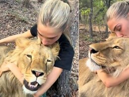 पालतू बिल्ली की तरह गोद में लिटाकर शेर को Kiss कर रही थी महिला, यूजर्स बोले- यह कभी भी जानलेवा हो सकता है