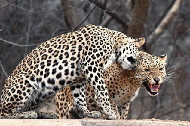 तेंदुओं का घर तेंदुओं का घर